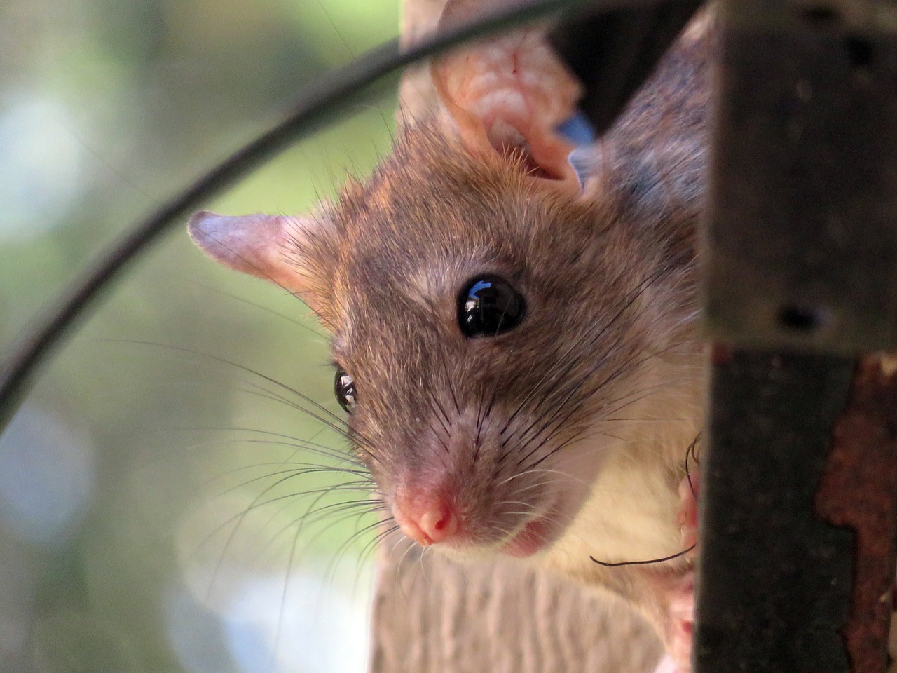 Jak utrzymać czystość posiadając szczura?